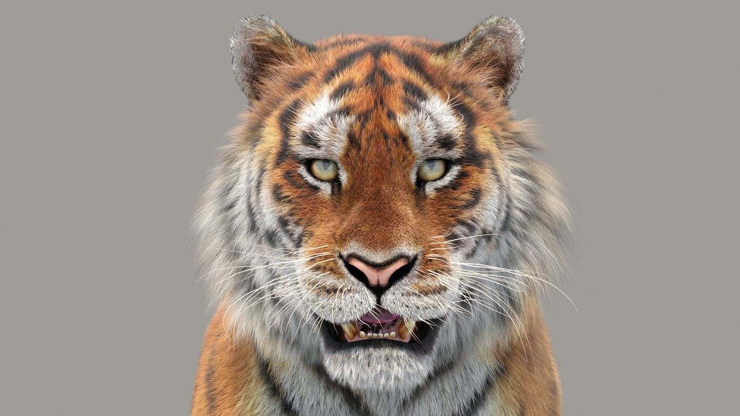 Siberian Tiger 3D Model Fur