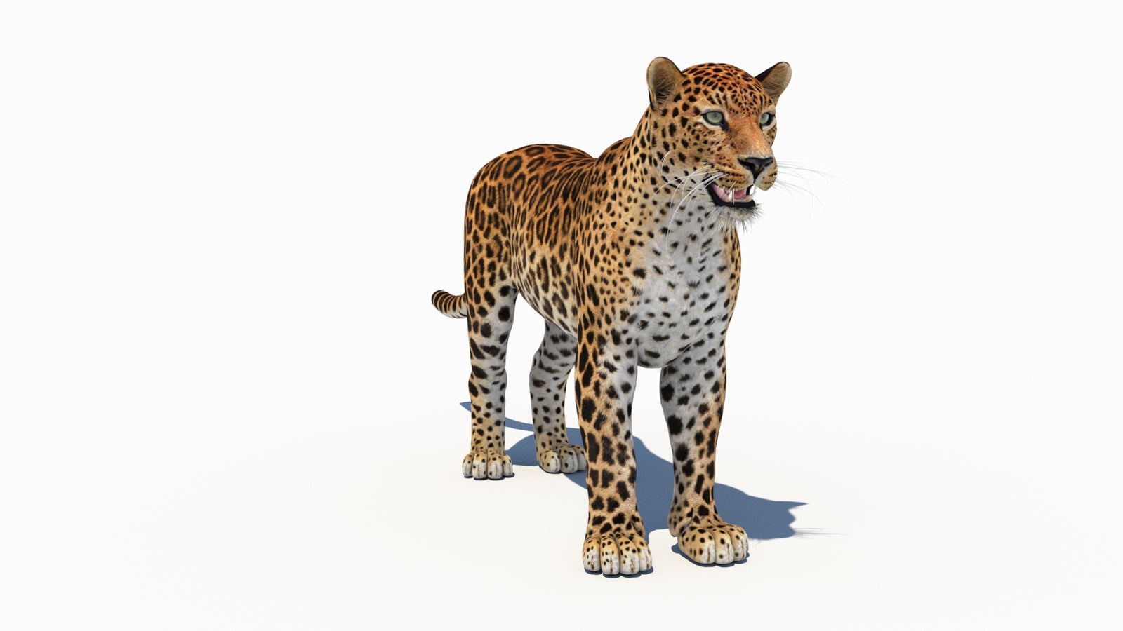 Amur Leopard 3D Model 360° view 1 frame 2
