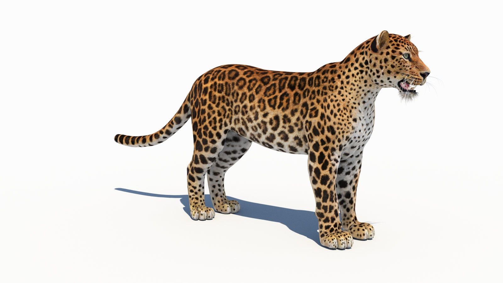 Amur Leopard 3D Model 360° view 1 frame 5