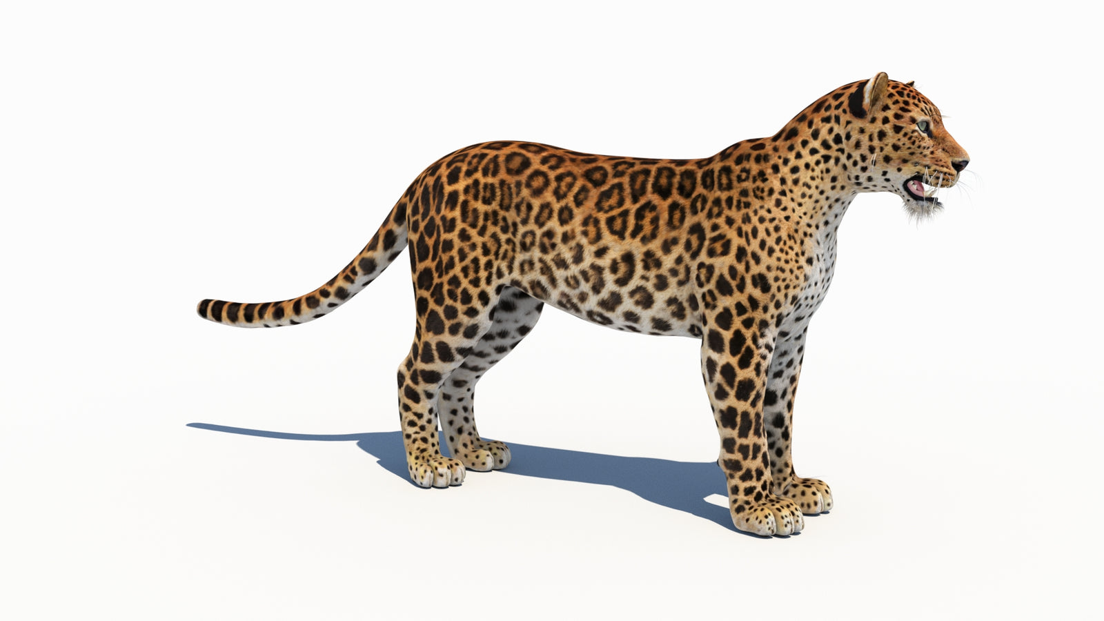 Amur Leopard 3D Model 360° view 1 frame 6