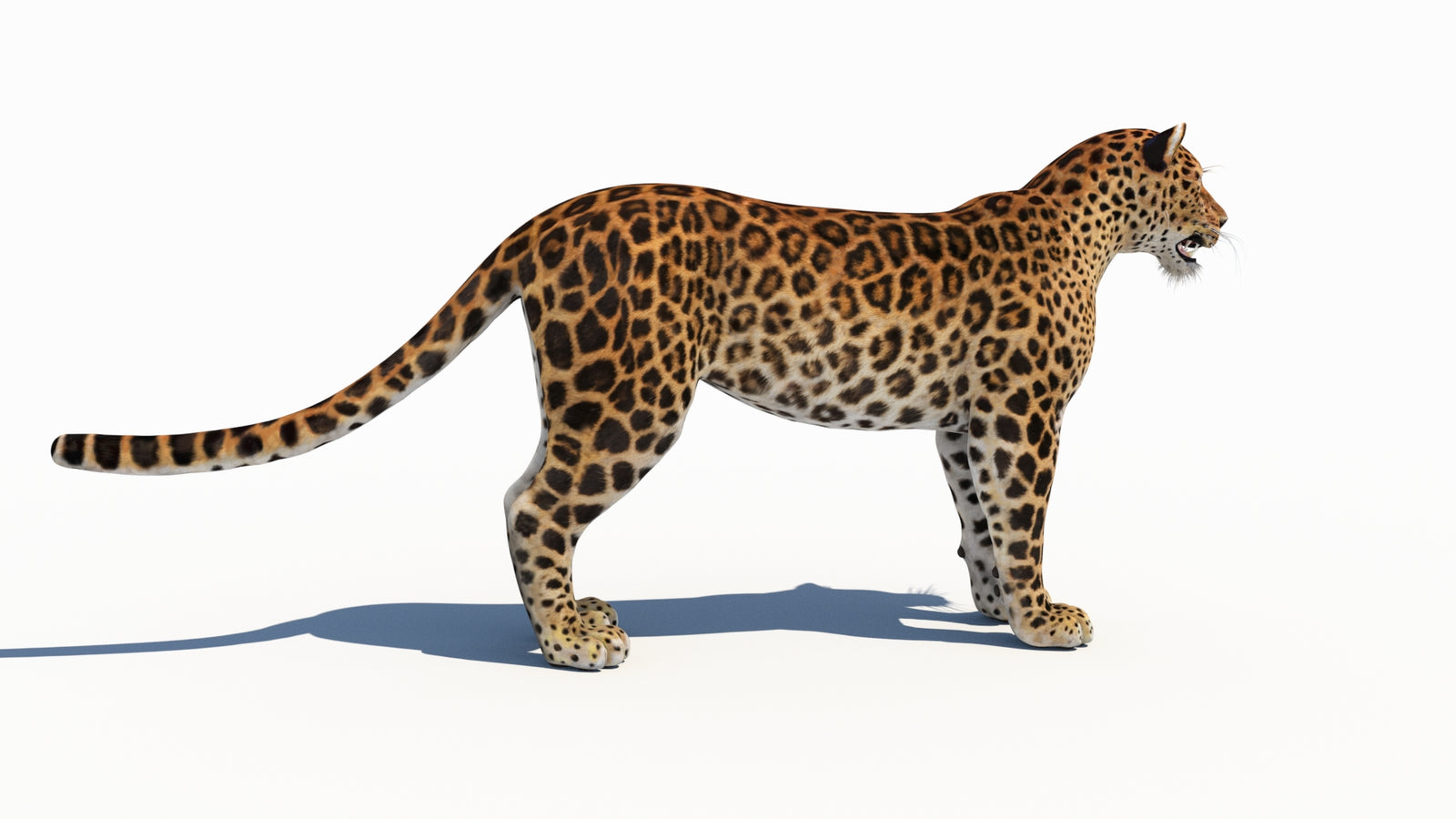 Amur Leopard 3D Model 360° view 1 frame 10