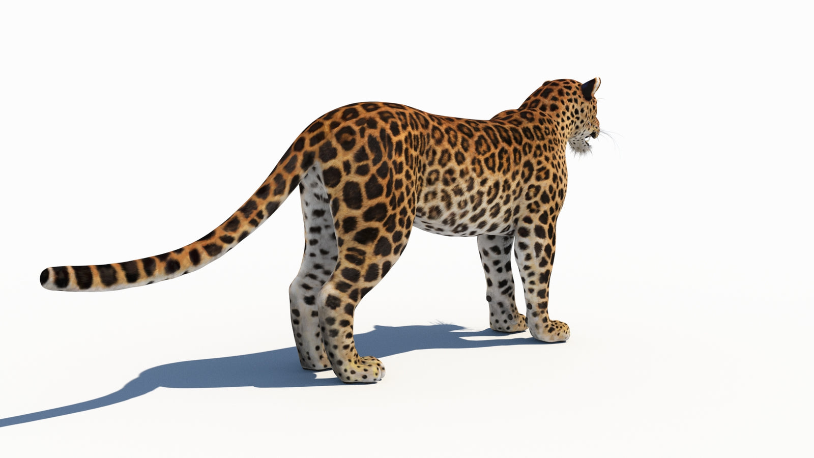 Amur Leopard 3D Model 360° view 1 frame 13