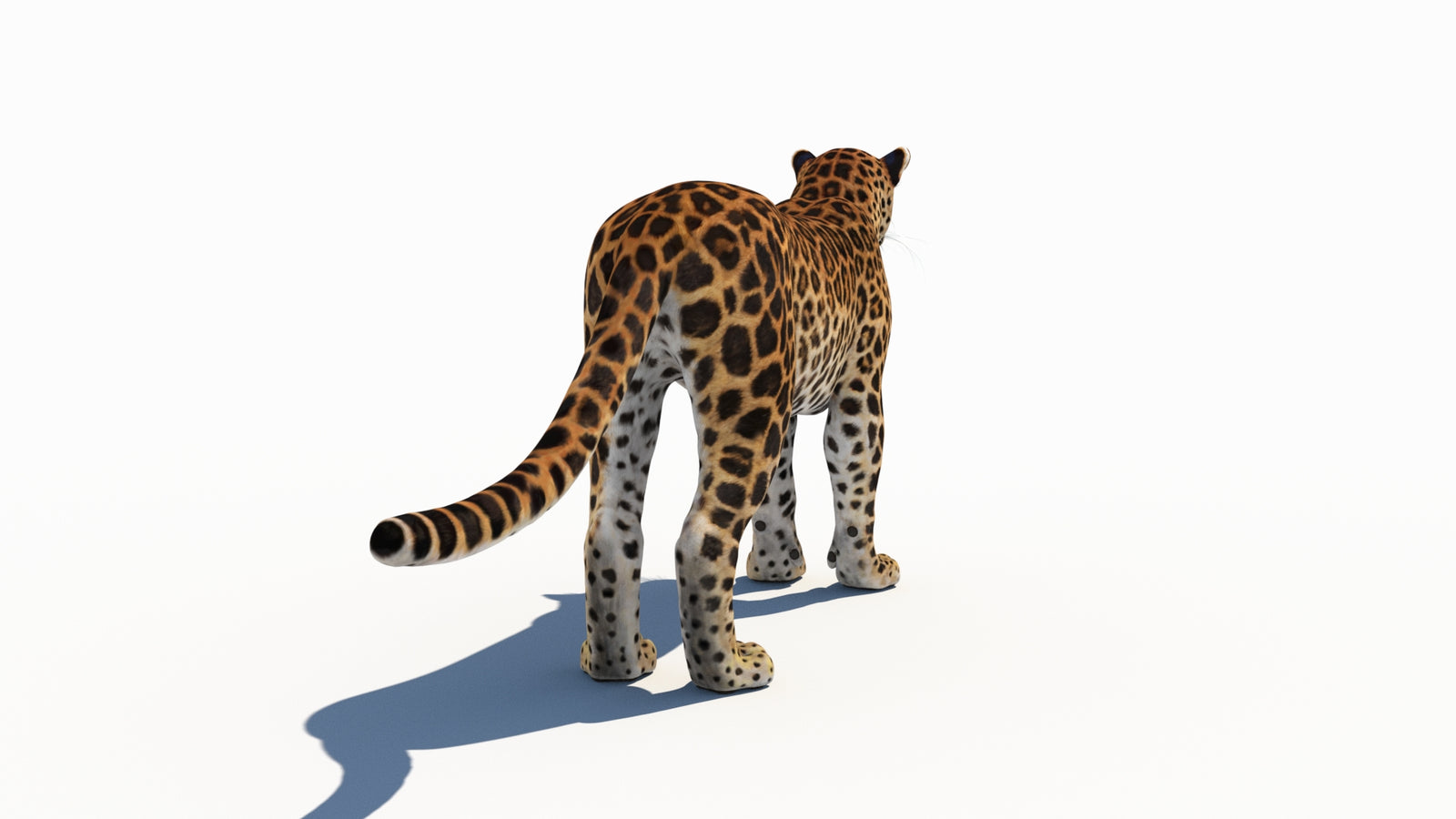 Amur Leopard 3D Model 360° view 1 frame 16