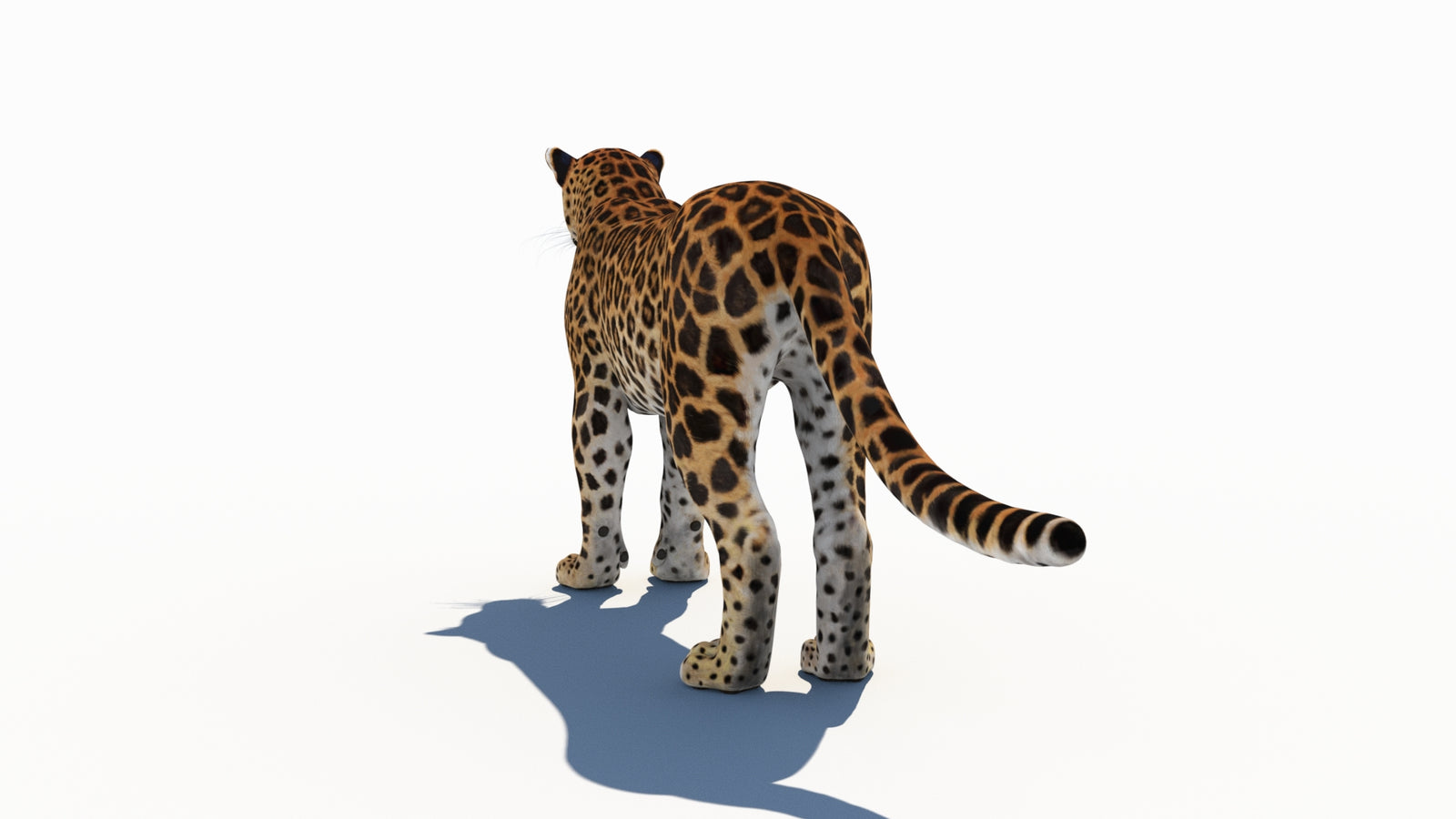 Amur Leopard 3D Model 360° view 1 frame 20