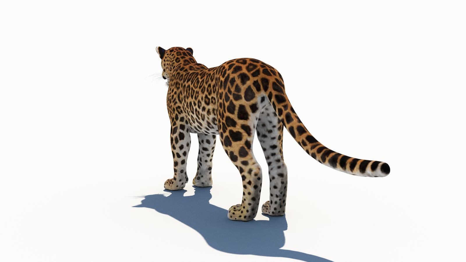 Amur Leopard 3D Model 360° view 1 frame 21
