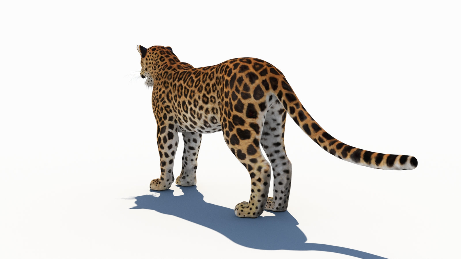 Amur Leopard 3D Model 360° view 1 frame 22