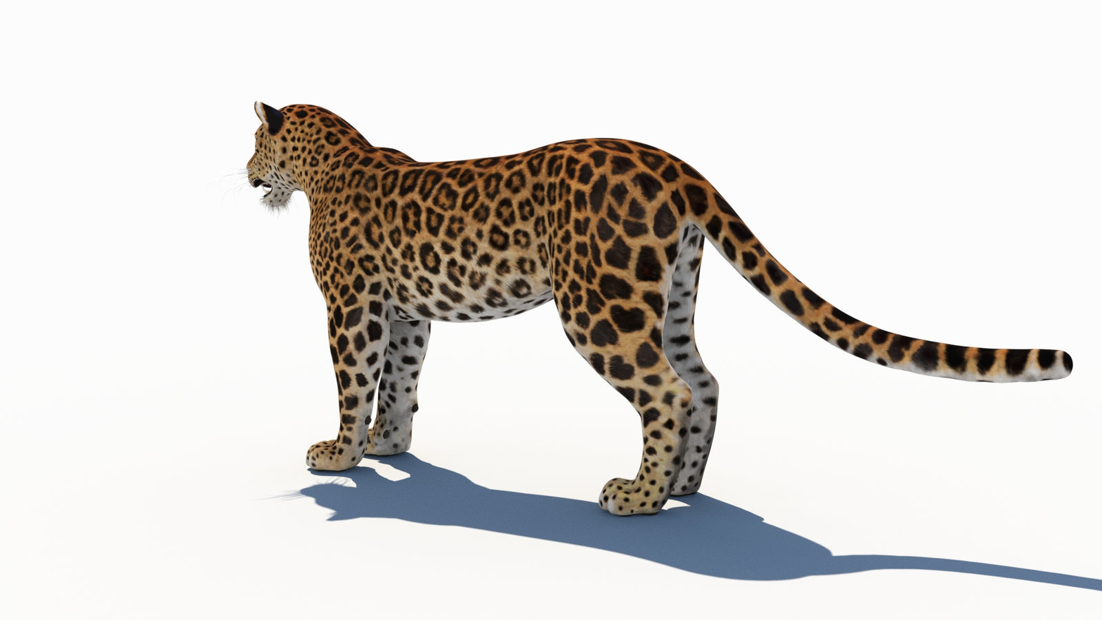Amur Leopard 3D Model 360° view 1 frame 24