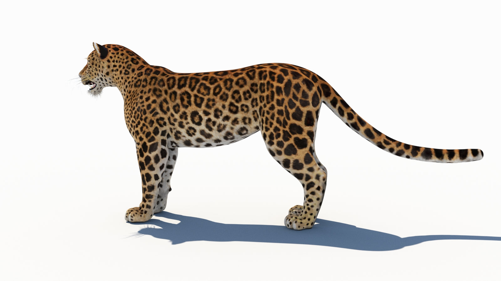 Amur Leopard 3D Model 360° view 1 frame 26