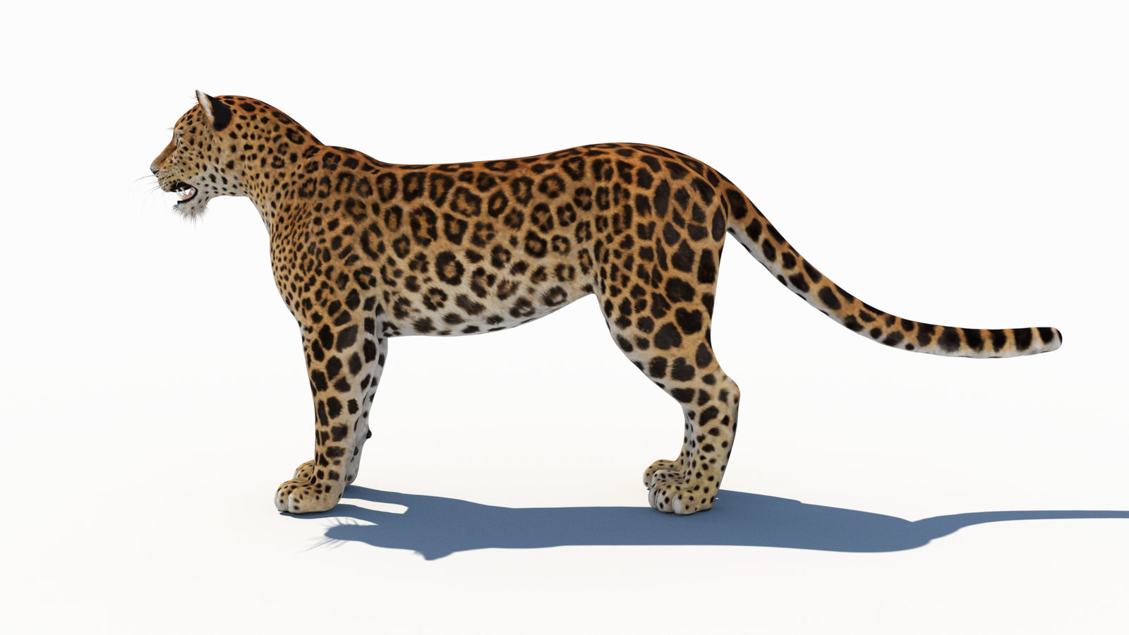 Amur Leopard 3D Model 360° view 1 frame 27