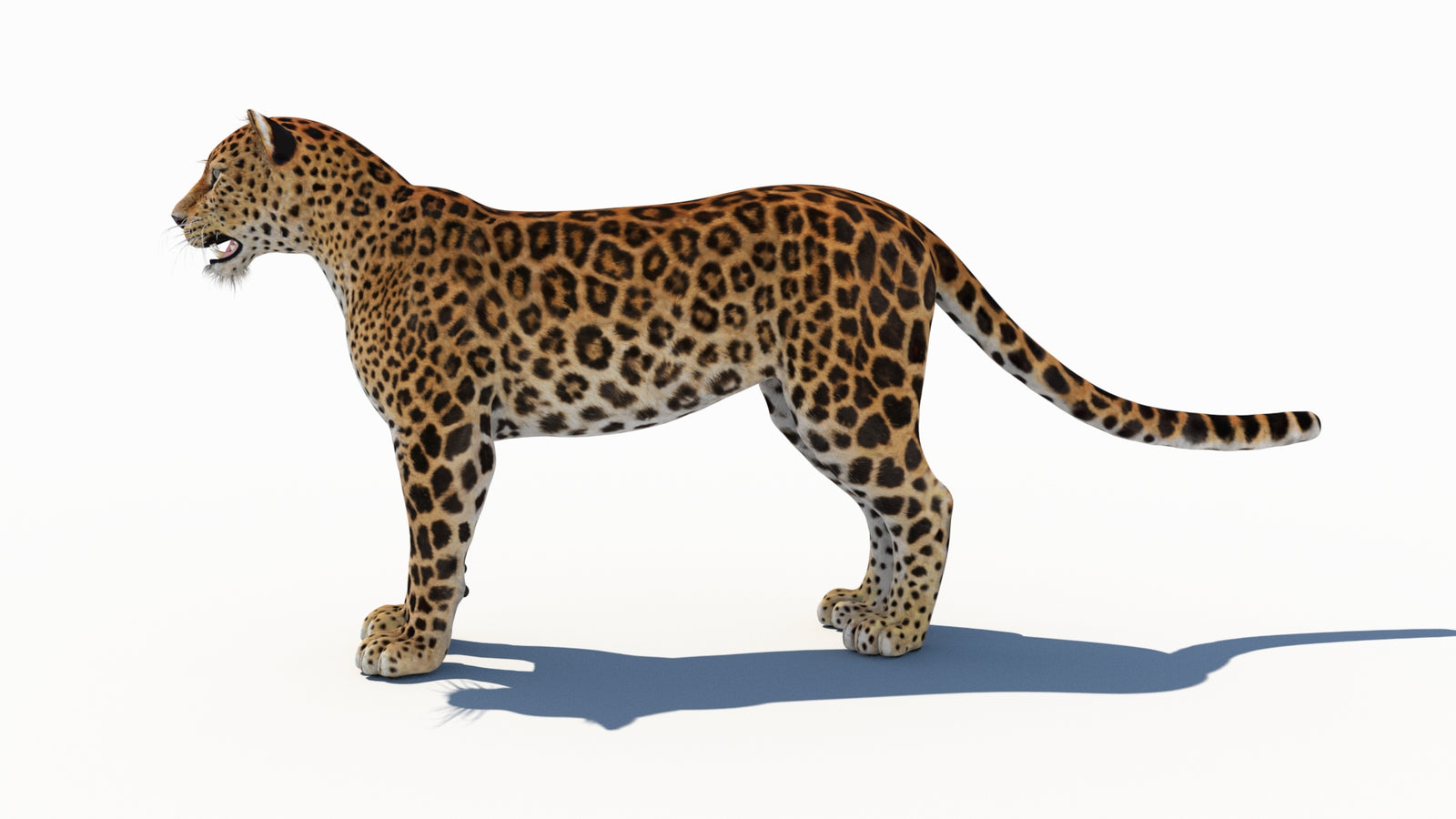 Amur Leopard 3D Model 360° view 1 frame 28