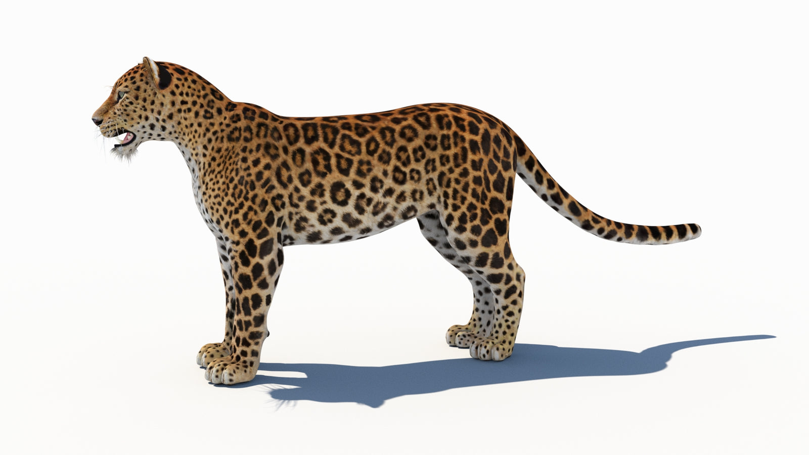 Amur Leopard 3D Model 360° view 1 frame 29