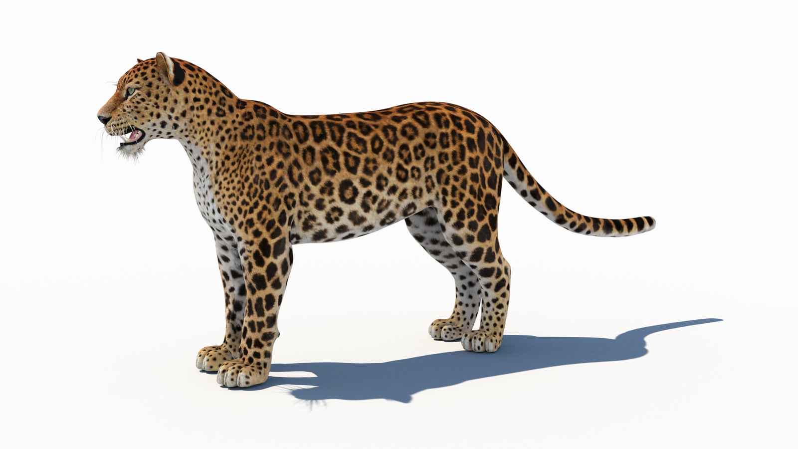 Amur Leopard 3D Model 360° view 1 frame 30