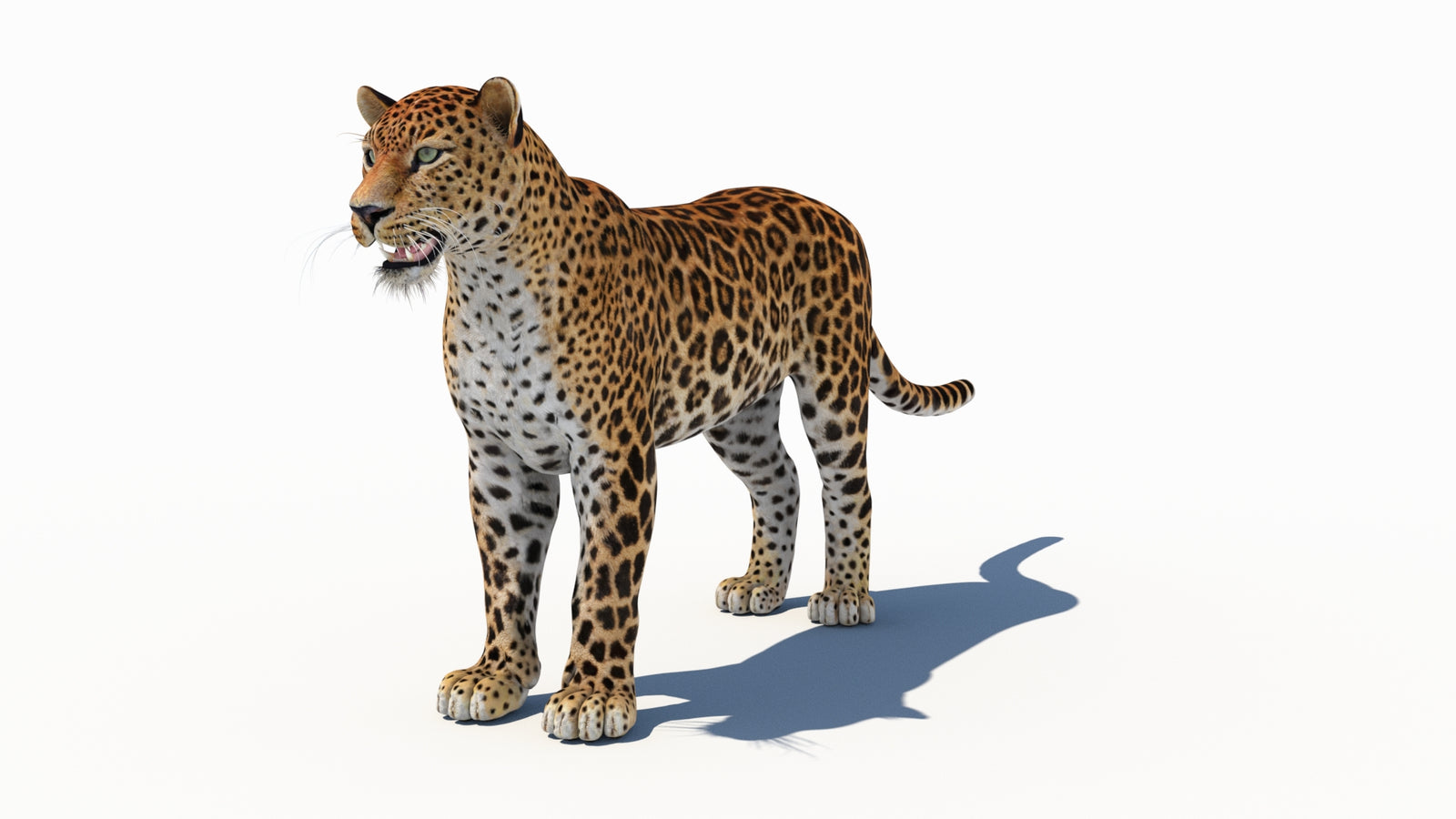 Amur Leopard 3D Model 360° view 1 frame 33