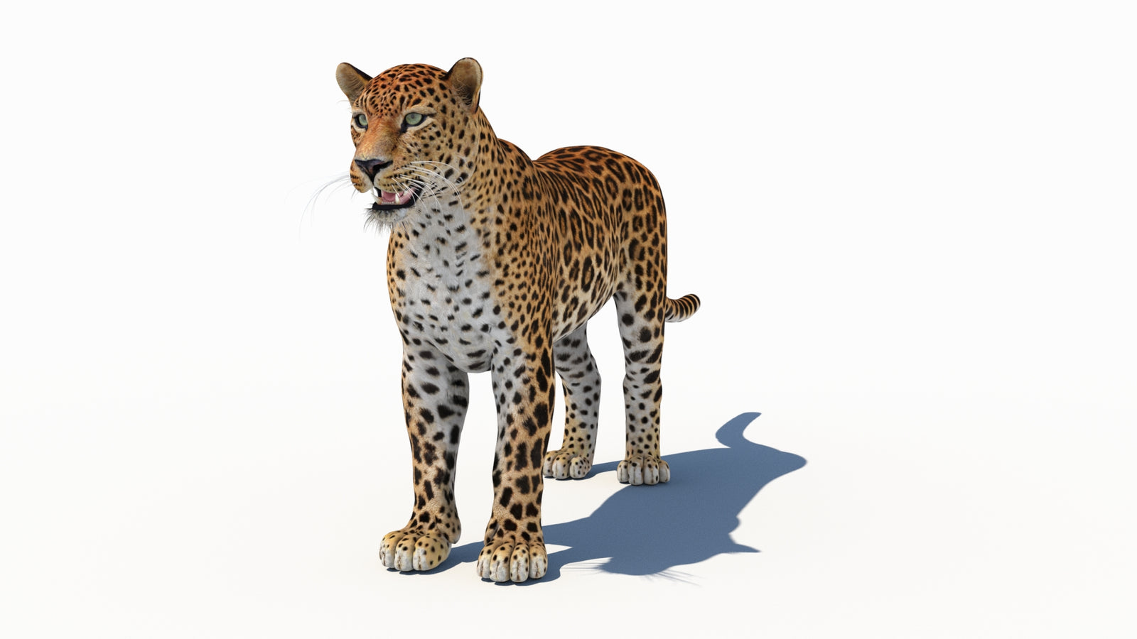 Amur Leopard 3D Model 360° view 1 frame 34