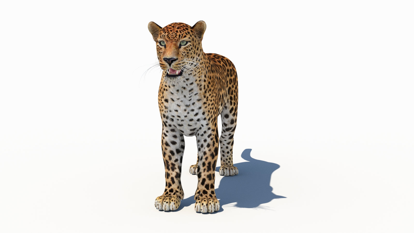 Amur Leopard 3D Model 360° view 1 frame 35