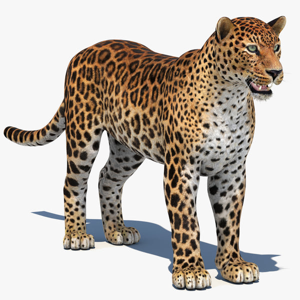 Amur Leopard 3D Model