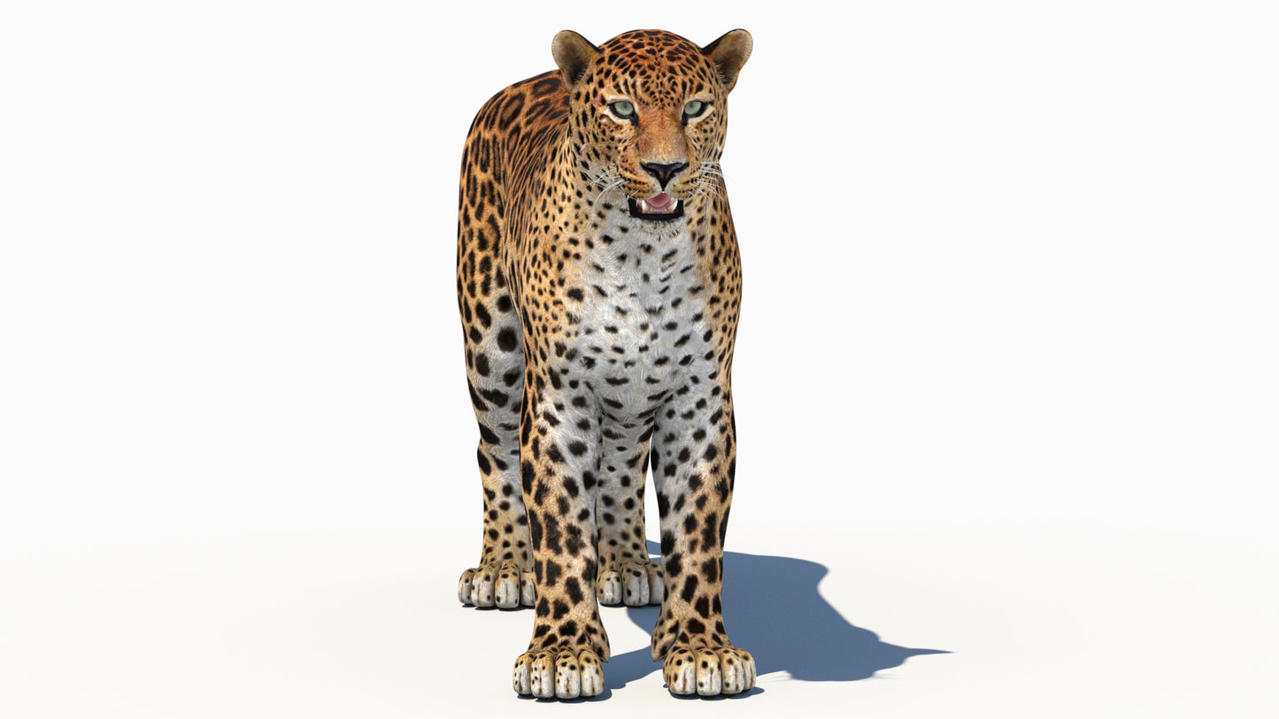 Amur Leopard 3D Model