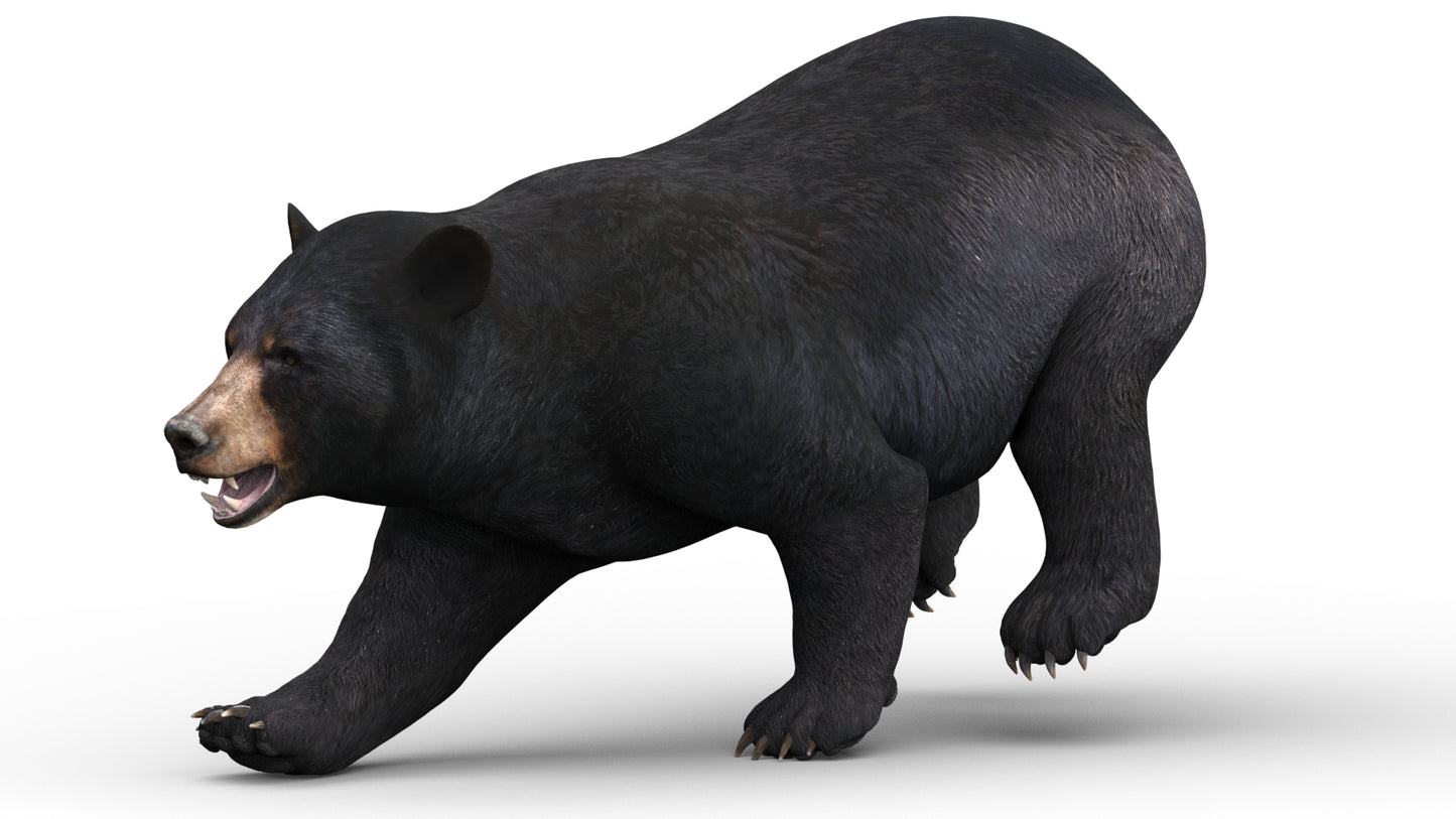 Game-ready black bear 3D model for AR, VR, and rendering projects