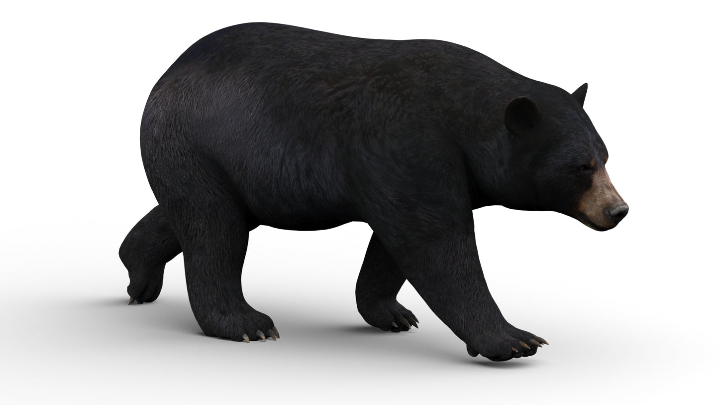 Animated Black Bear 3D Model for your Game Projects