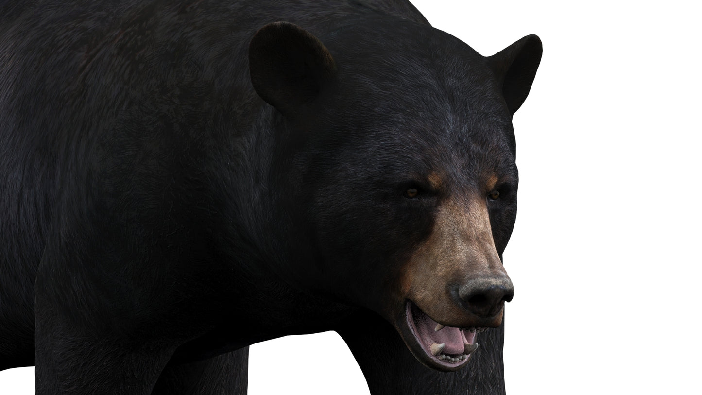 Realistic black bear 3D model head close-up with mouth opened — rigged and animated for VFX, CGI, AR, VR, and 3ds Max rendering projects