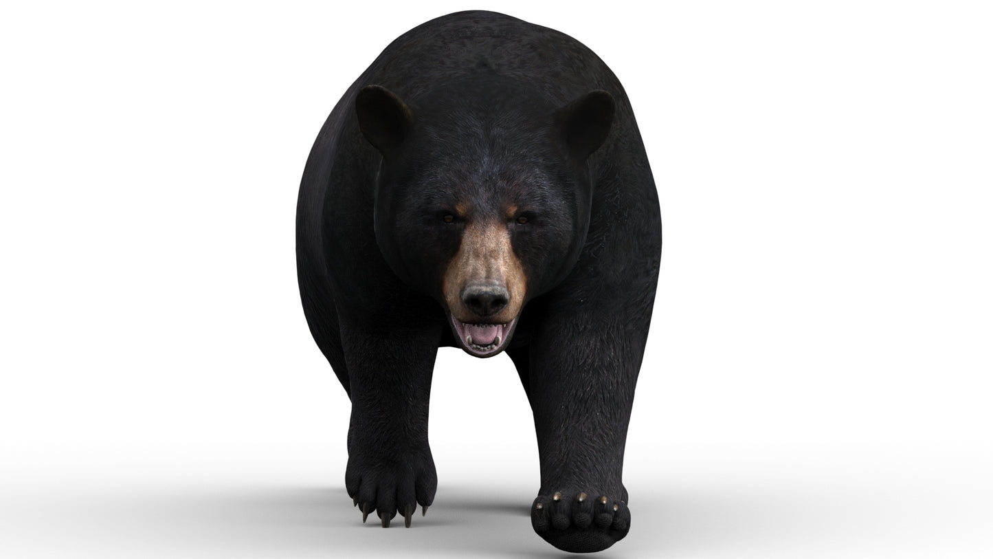 Animated black bear 3D model walking front view — rigged and game-ready for AR, VR, and 3ds Max rendering projects