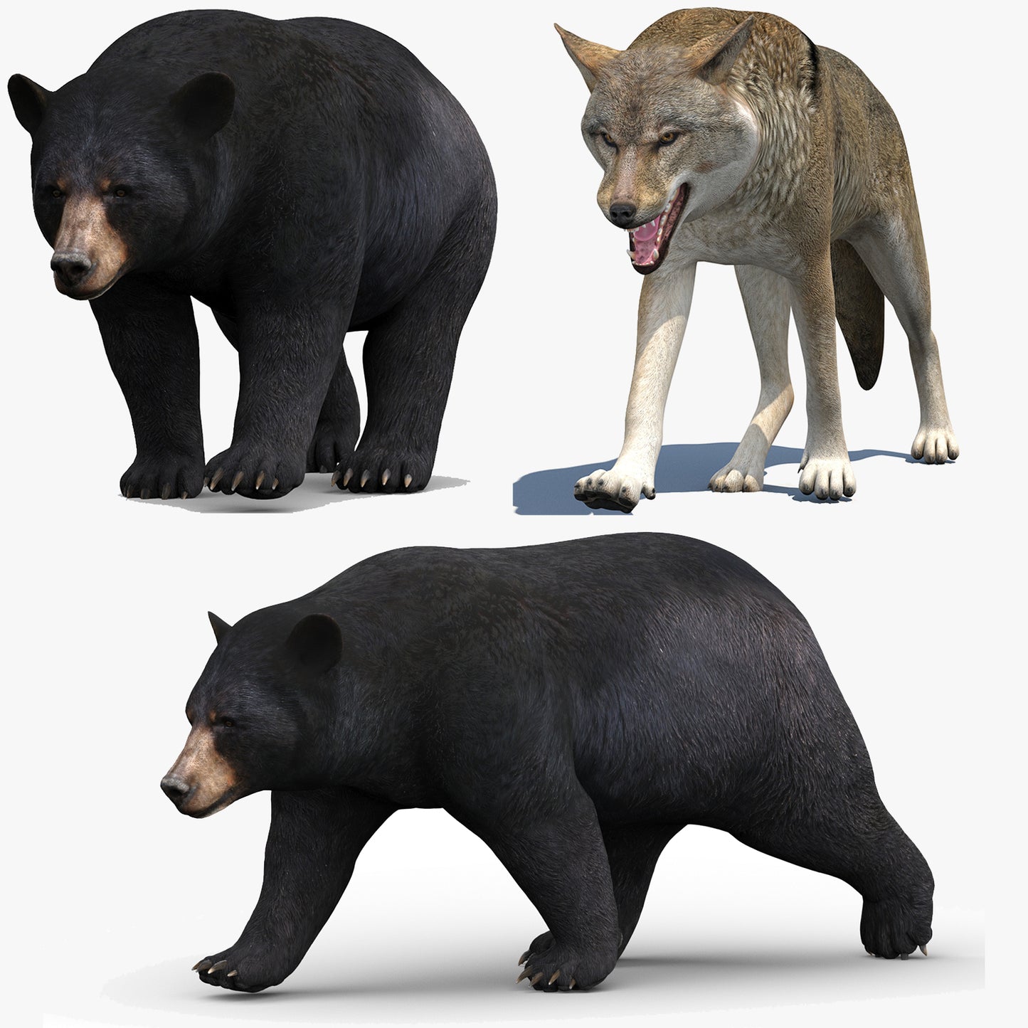 Rigged and Animated Black Bear and Red Wolf Forest Predators 3D Bundle