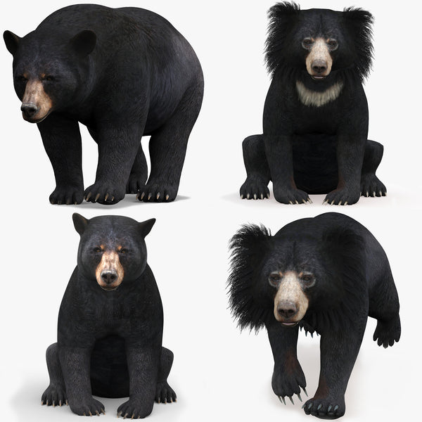 Animated Bear Family 3D Bundle — Black Bear and Sloth Bear
