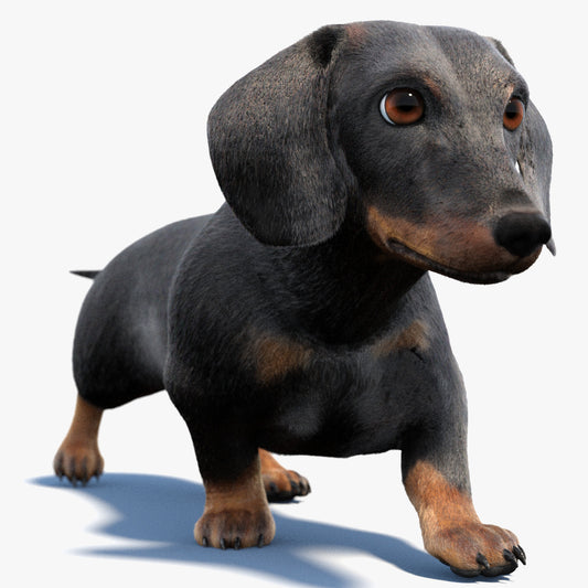 Black Dachshund Dog Animated 3D Model Fur
