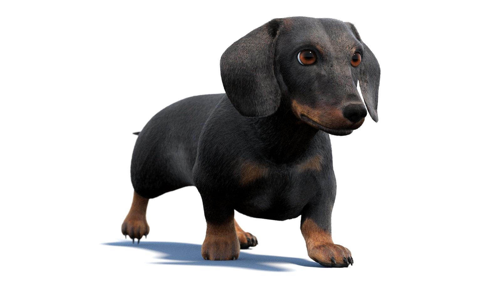 검은색 닥스훈트 강아지 애니메이션 3D 모델 모피 360° view 2 frame 32