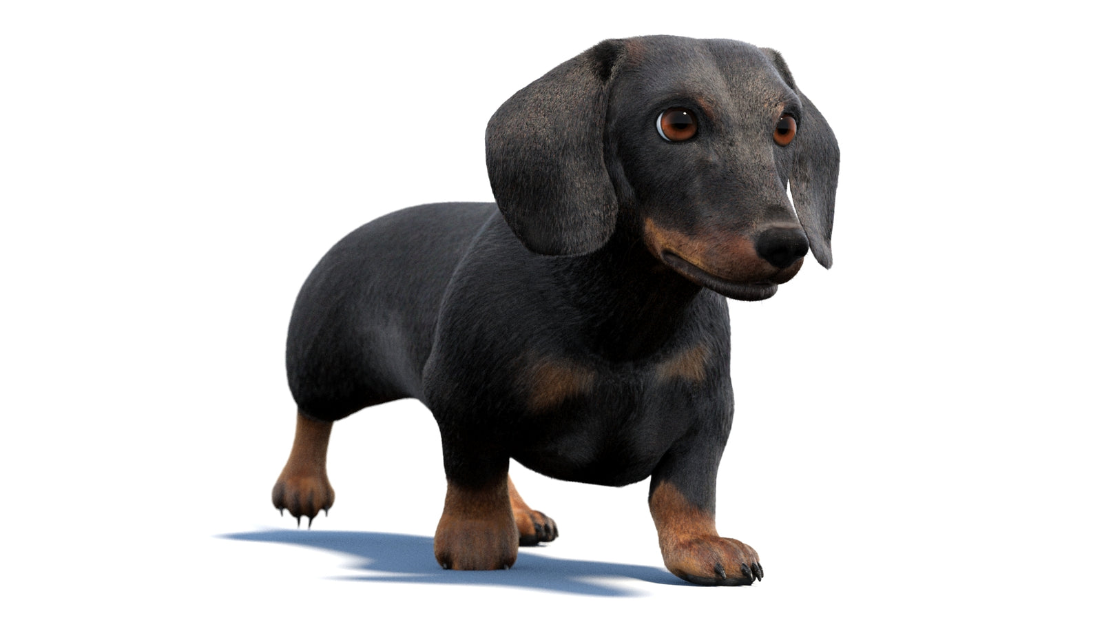 검은색 닥스훈트 강아지 애니메이션 3D 모델 모피 360° view 2 frame 33