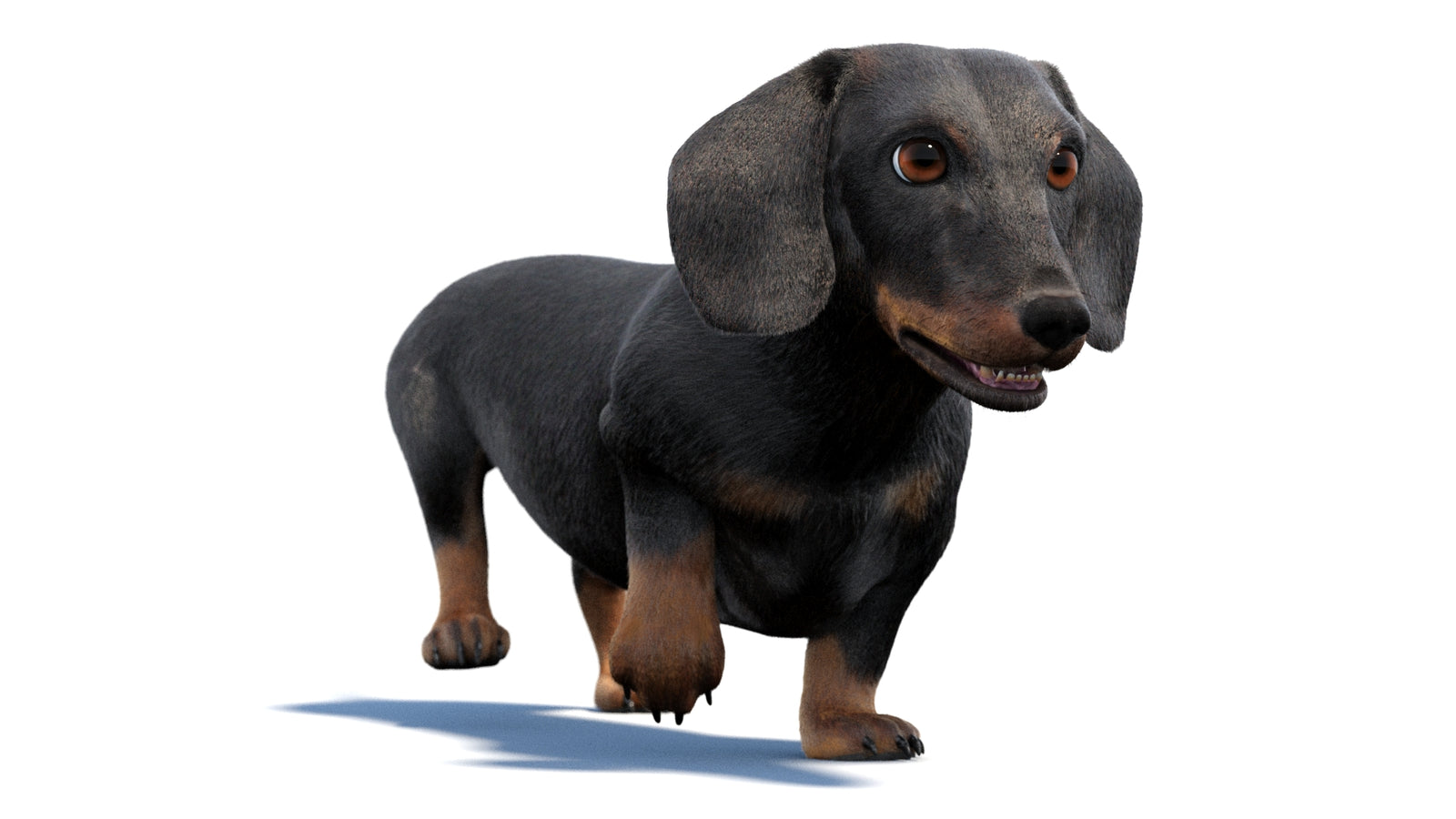 검은색 닥스훈트 강아지 애니메이션 3D 모델 모피 360° view 2 frame 36