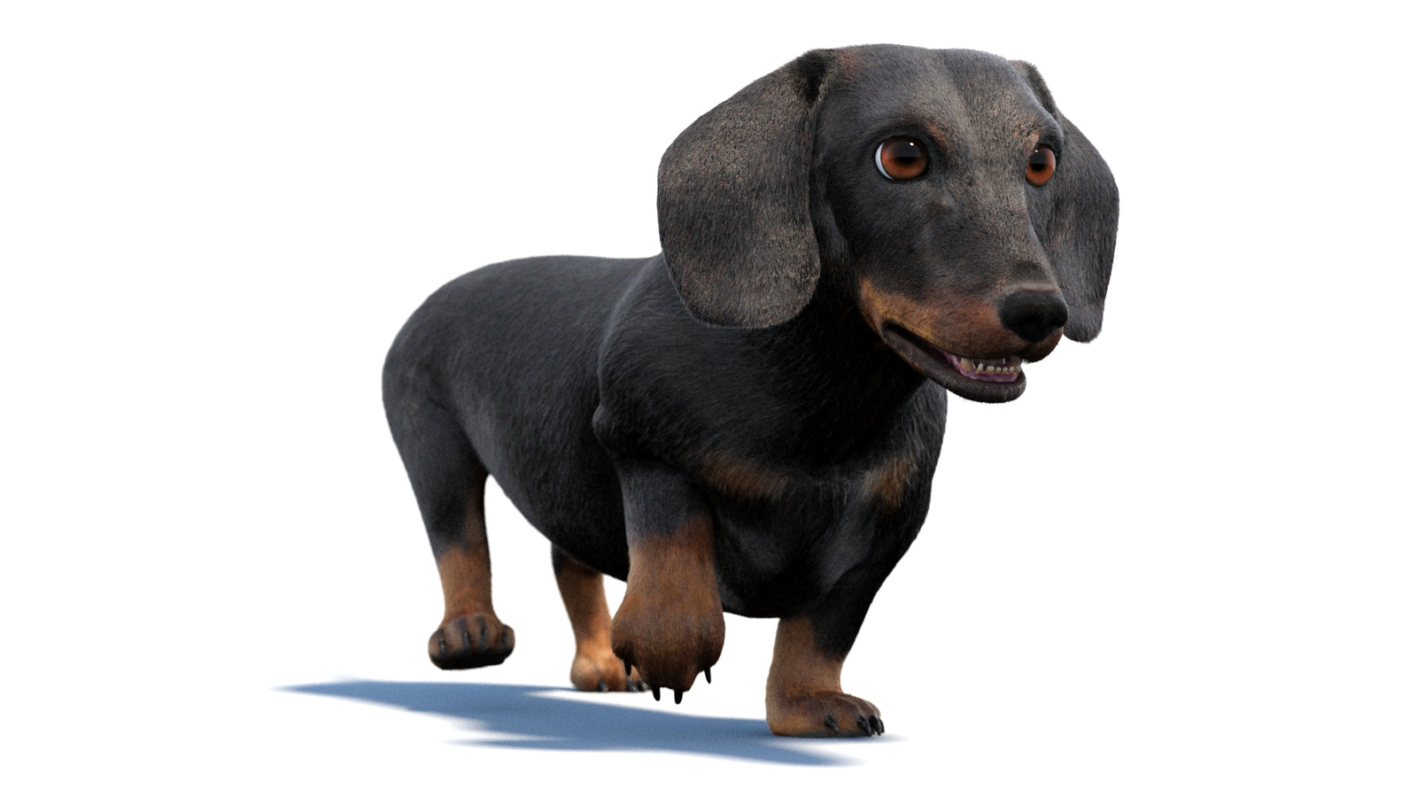 검은색 닥스훈트 강아지 애니메이션 3D 모델 모피 360° view 2 frame 37