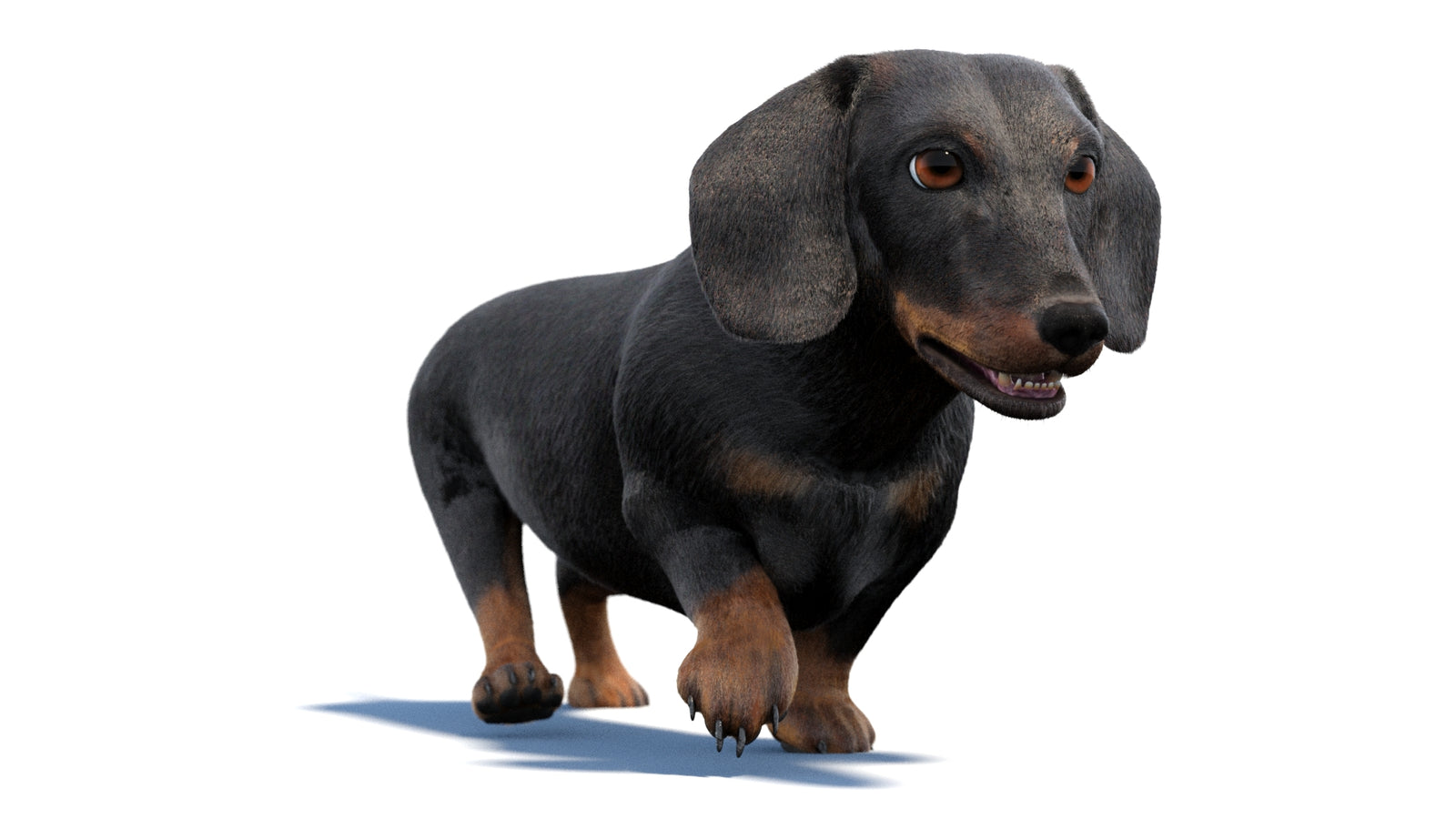 검은색 닥스훈트 강아지 애니메이션 3D 모델 모피 360° view 2 frame 39