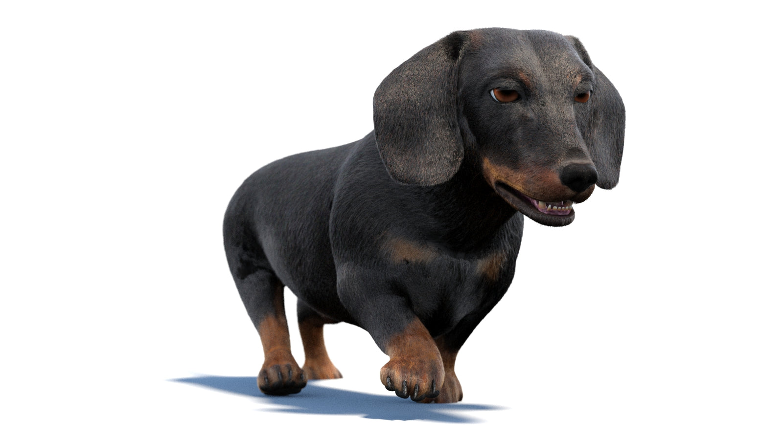 검은색 닥스훈트 강아지 애니메이션 3D 모델 모피 360° view 2 frame 40