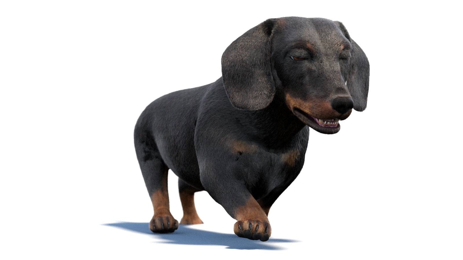 검은색 닥스훈트 강아지 애니메이션 3D 모델 모피 360° view 2 frame 41