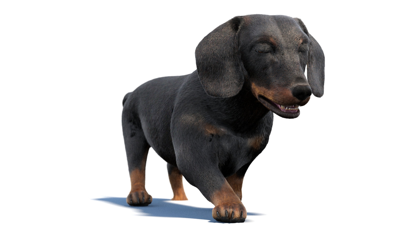 검은색 닥스훈트 강아지 애니메이션 3D 모델 모피 360° view 2 frame 4