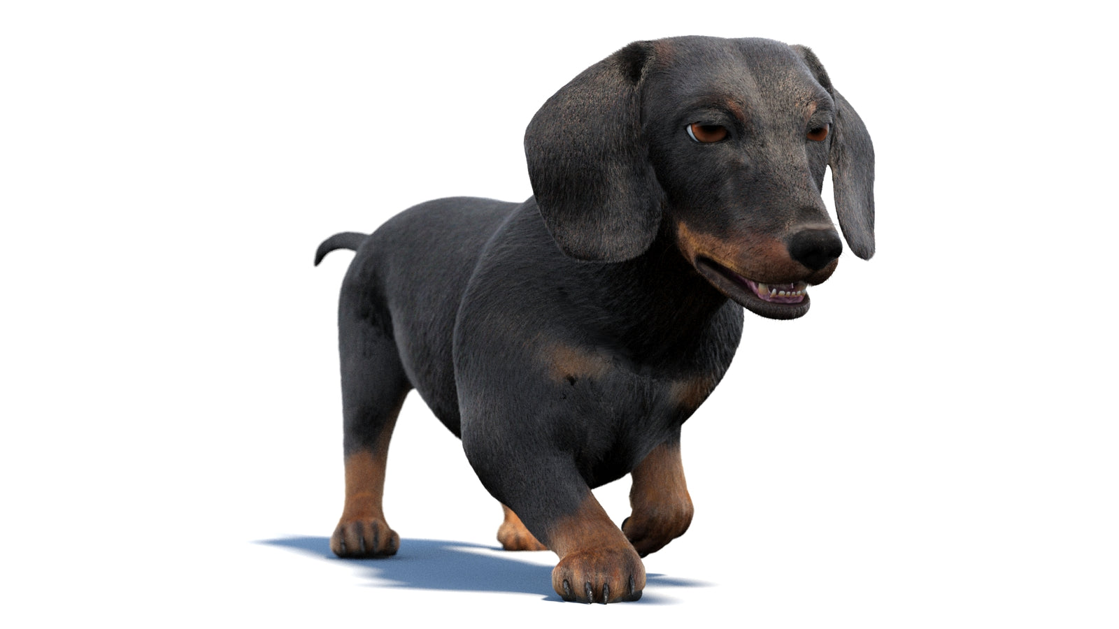 검은색 닥스훈트 강아지 애니메이션 3D 모델 모피 360° view 2 frame 6