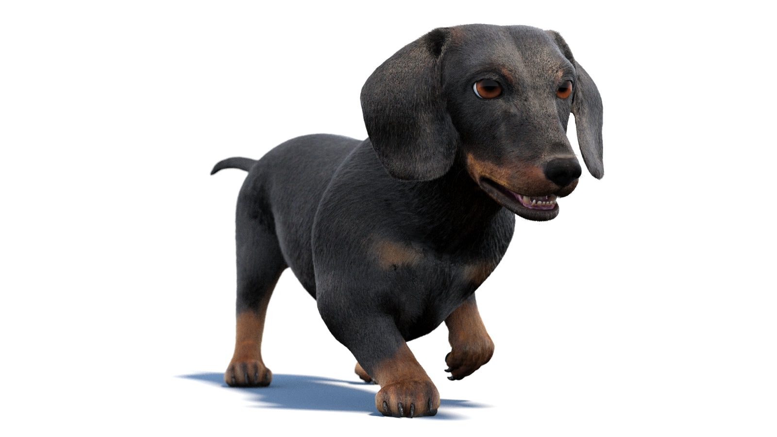 검은색 닥스훈트 강아지 애니메이션 3D 모델 모피 360° view 2 frame 7