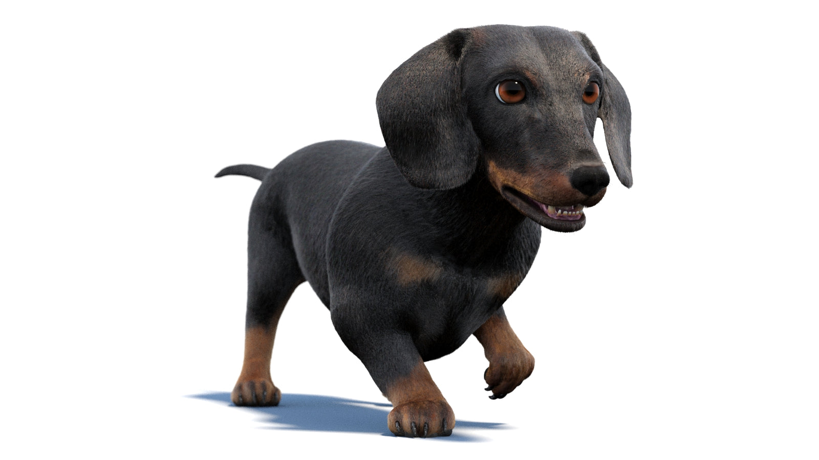 검은색 닥스훈트 강아지 애니메이션 3D 모델 모피 360° view 2 frame 8