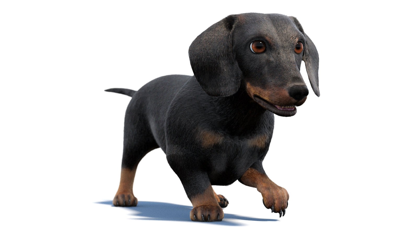검은색 닥스훈트 강아지 애니메이션 3D 모델 모피 360° view 2 frame 10