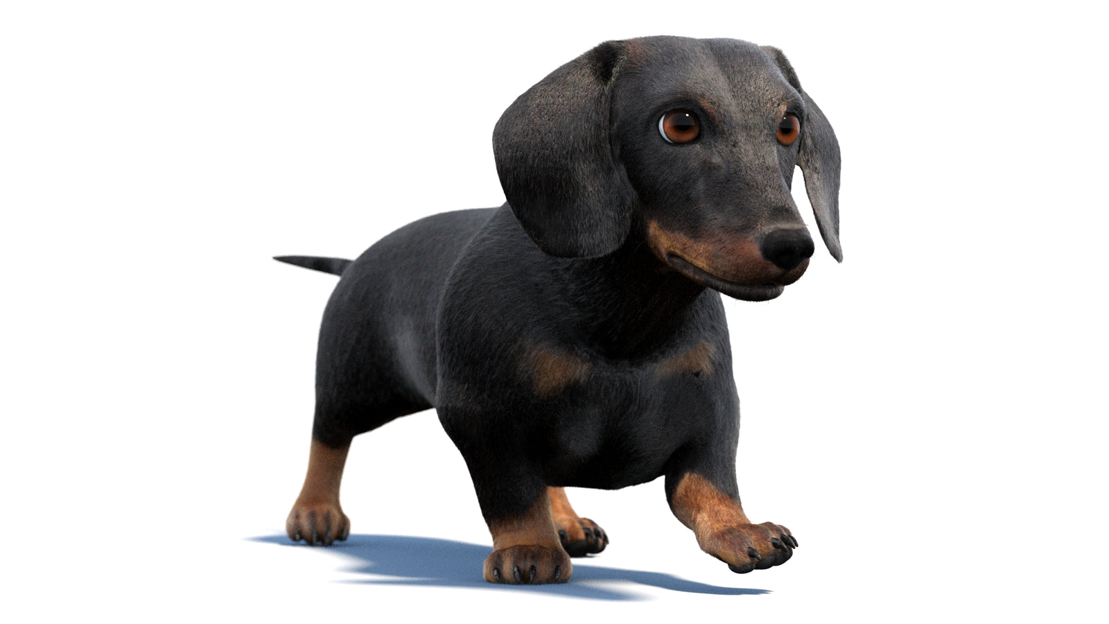 검은색 닥스훈트 강아지 애니메이션 3D 모델 모피 360° view 2 frame 43