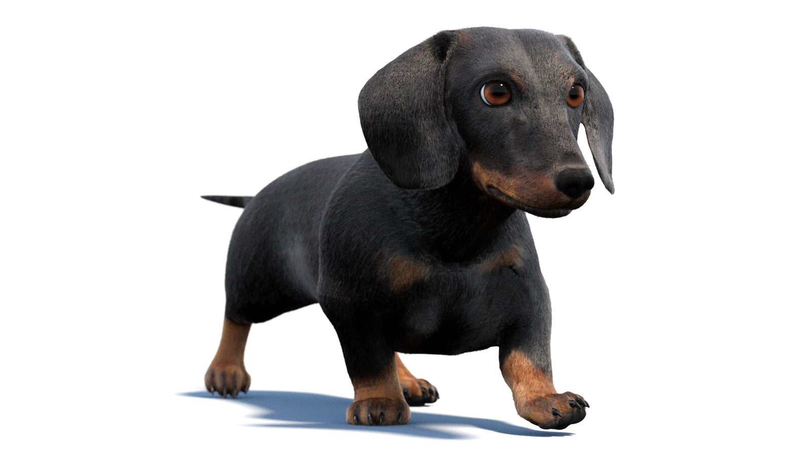 검은색 닥스훈트 강아지 애니메이션 3D 모델 모피 360° view 2 frame 12