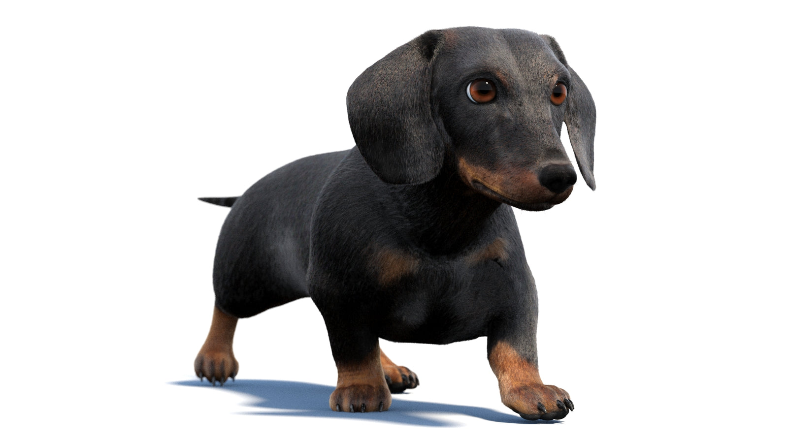 검은색 닥스훈트 강아지 애니메이션 3D 모델 모피 360° view 2 frame 44