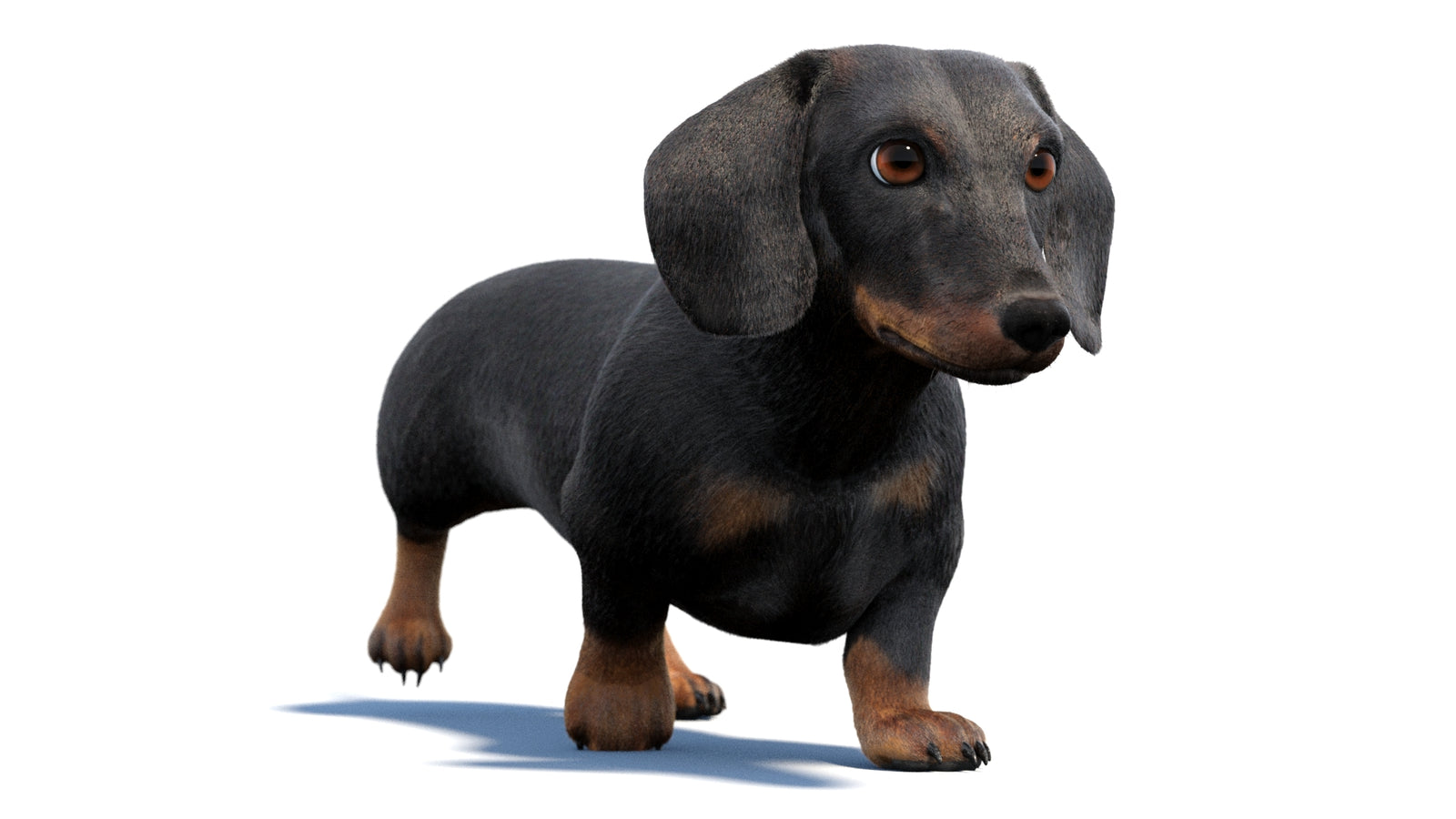 검은색 닥스훈트 강아지 애니메이션 3D 모델 모피 360° view 2 frame 14