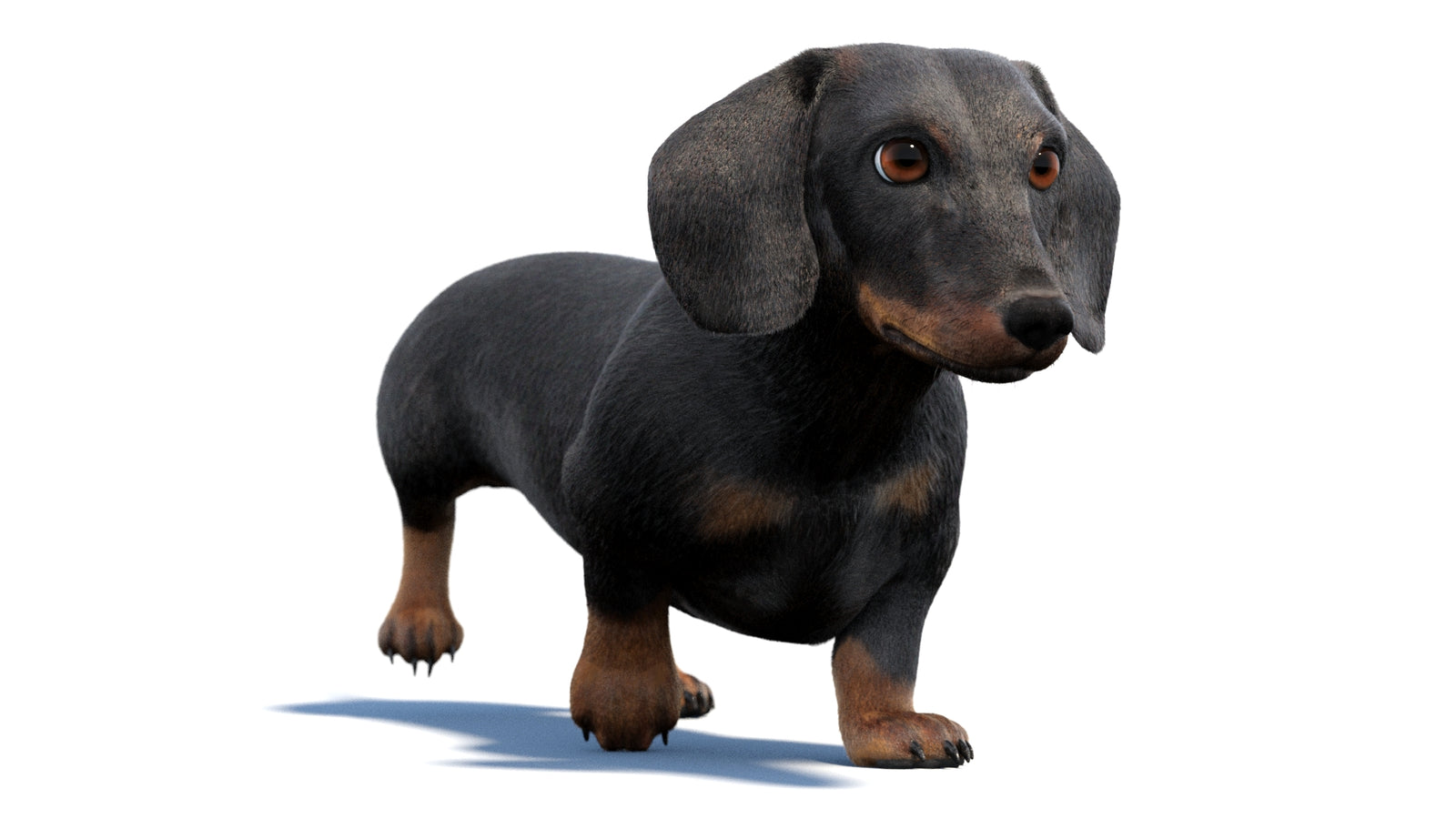 검은색 닥스훈트 강아지 애니메이션 3D 모델 모피 360° view 2 frame 15