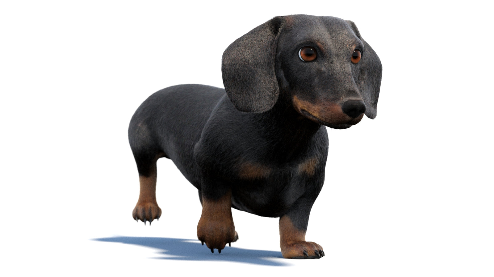 검은색 닥스훈트 강아지 애니메이션 3D 모델 모피 360° view 2 frame 16