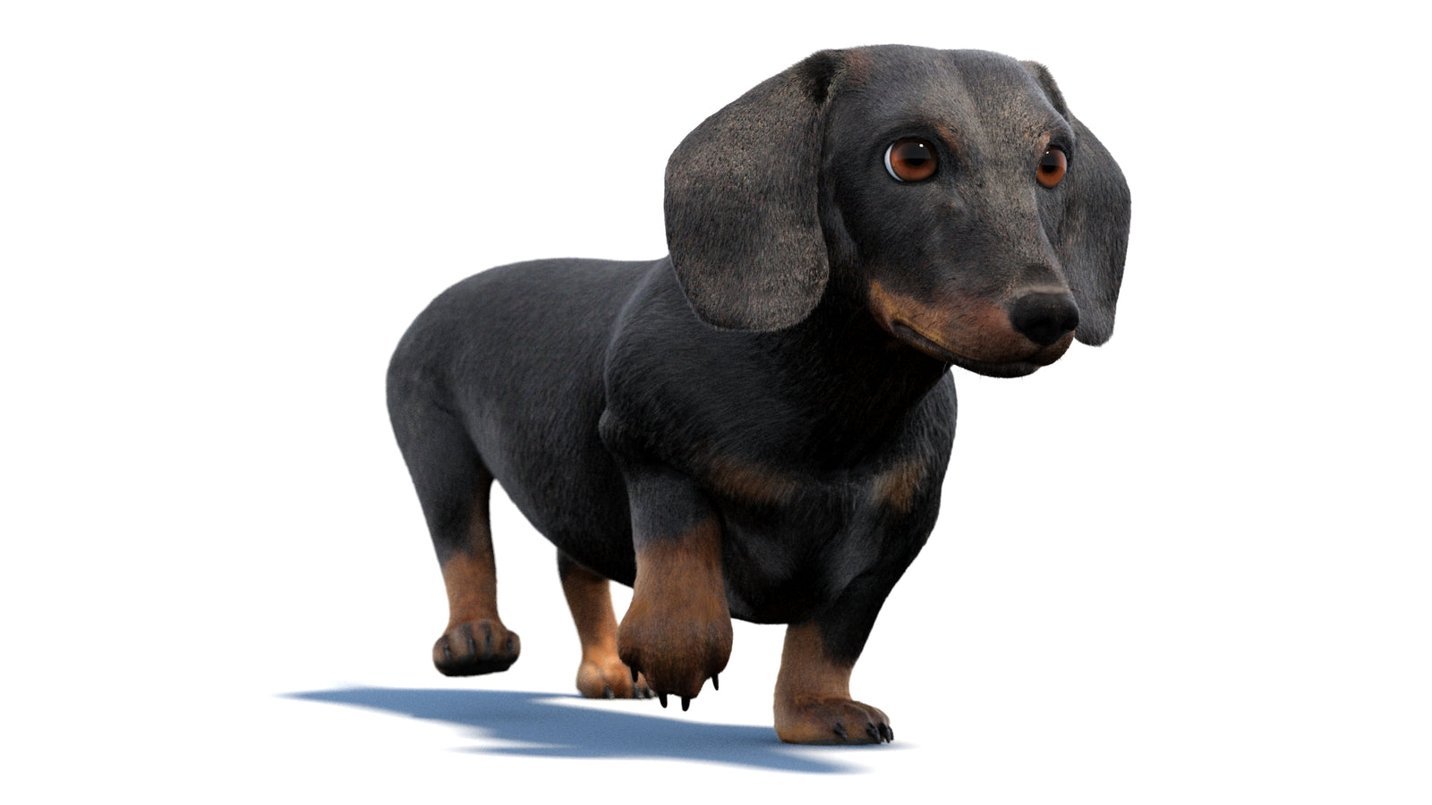 검은색 닥스훈트 강아지 애니메이션 3D 모델 모피 360° view 2 frame 48