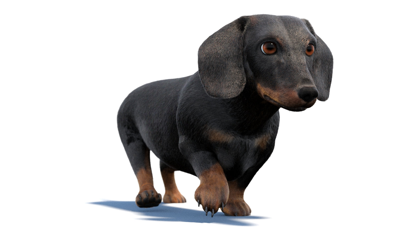 검은색 닥스훈트 강아지 애니메이션 3D 모델 모피 360° view 2 frame 19