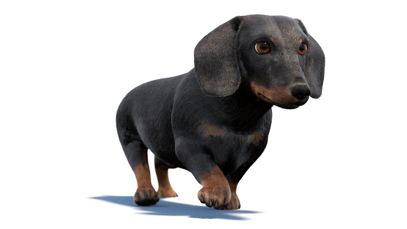 검은색 닥스훈트 강아지 애니메이션 3D 모델 모피 360° view 2 frame 20