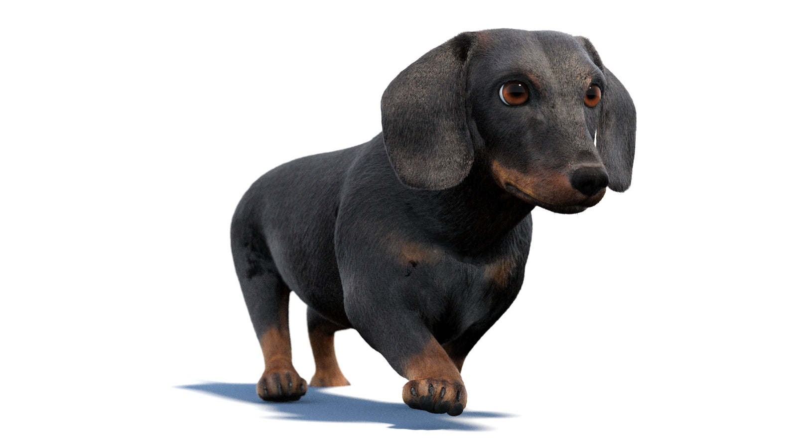 검은색 닥스훈트 강아지 애니메이션 3D 모델 모피 360° view 2 frame 21